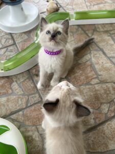 2B2F096B-0180-4B9F-9A40-7320871A0F35