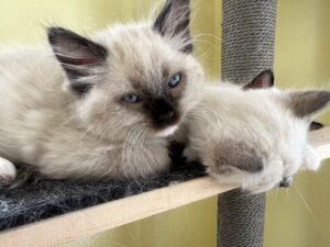 3BB7DD4F-E8E0-4BC0-89F9-BA48E7C8B369