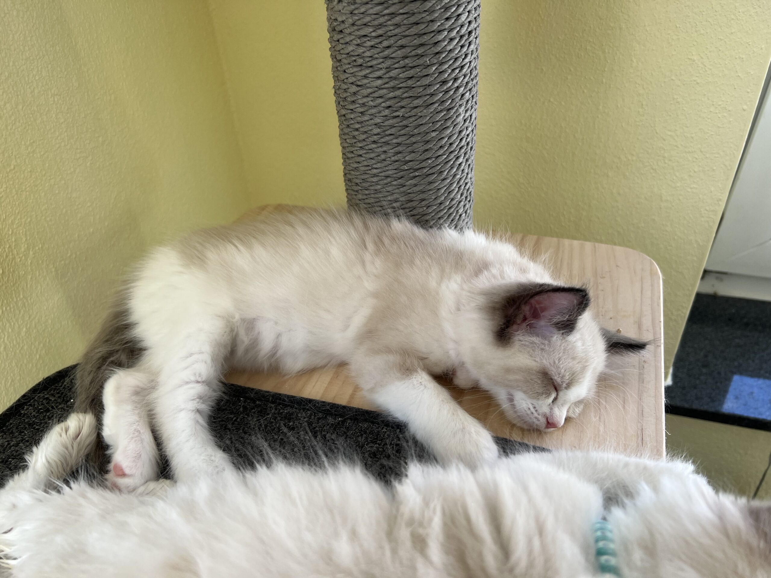 AE60DD83-B39F-42BC-B2DF-32C28DAE687F