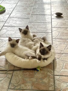 5BB55631-A17D-42D0-A045-006999866290